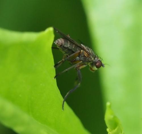 Pherbellia sp.